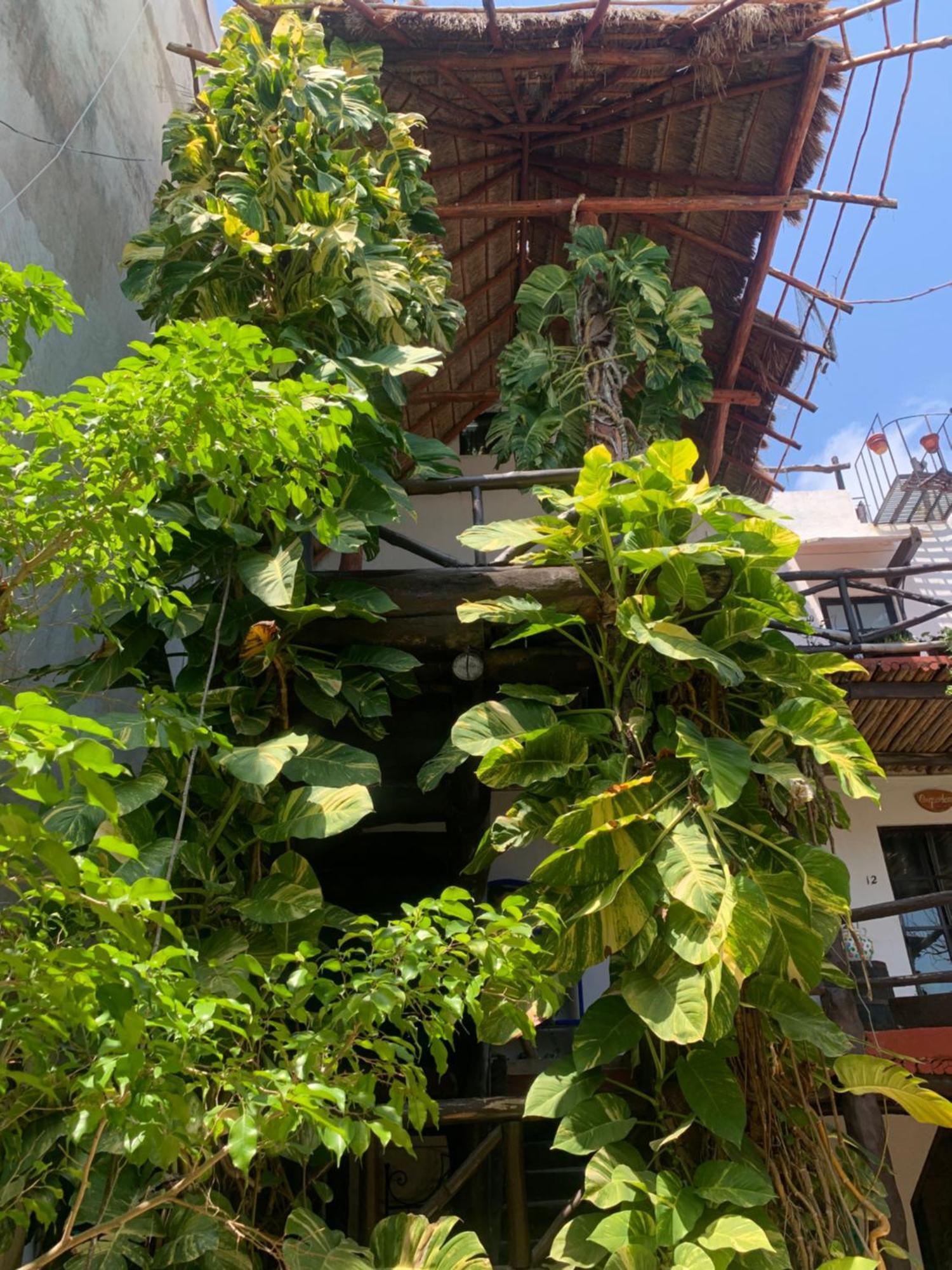 Casa Caribe Канкун Екстериор снимка A green wall in Mexico City